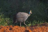 thumbnails/046-2719.Helmeted Guineafowl_EOSR6.jpg.small.jpeg