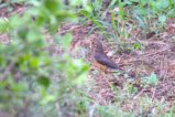 thumbnails/047-2763.African Bare-eyed Thrush_EOSR6.jpg.small.jpeg