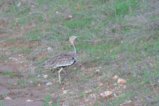 thumbnails/052-3045.Buff-crested Bustard_EOSR6.jpg.small.jpeg