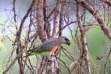 thumbnails/054-3090.Red-bellied Parrot_EOSR6.jpg.small.jpeg