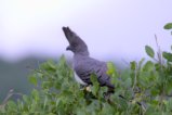 thumbnails/055-3093.Bare-faced Go-away-bird_EOSR6.jpg.small.jpeg