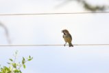 thumbnails/056-3176.Kenya Rufous Sparrow_EOSR6.jpg.small.jpeg