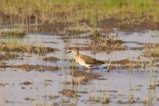 thumbnails/057-3214.Wood Sandpiper_EOSR6.jpg.small.jpeg