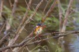 thumbnails/058-3231.Malachite Kingfisher_EOSR6.jpg.small.jpeg