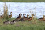 thumbnails/059-3305.Red-billed Duck, White-faced Whistling Duck_EOSR6.jpg.small.jpeg