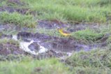 thumbnails/061-3315.Western Yellow Wagtail_EOSR6.jpg.small.jpeg