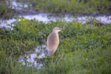 thumbnails/062-3320.Squacco Heron_EOSR6.jpg.small.jpeg