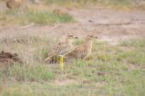 thumbnails/065-3383.Spotted Thick-Knee_EOSR6.jpg.small.jpeg