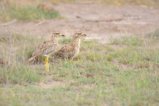 thumbnails/066-3384.Spotted Thick-Knee_EOSR6.jpg.small.jpeg