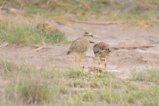 thumbnails/067-3392.Spotted Thick-Knee_EOSR6.jpg.small.jpeg