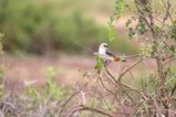 thumbnails/070-3468.White-headed Buffalo-Weaver_EOSR6.jpg.small.jpeg