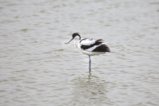 thumbnails/072-3487 v1.Pied Avocet_EOSR6.jpg.small.jpeg