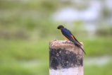 thumbnails/074-3501.Red-rumped Swallow_EOSR6.jpg.small.jpeg