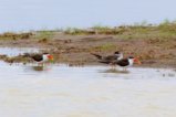 thumbnails/076-3524.African Skimmer_EOSR6.jpg.small.jpeg