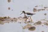 thumbnails/078-3562_01.Terek Sandpiper_EOSR6.jpg.small.jpeg