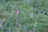 thumbnails/079-3599.Winding Cisticola_EOSR6.jpg.small.jpeg