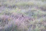 thumbnails/080-3658.Pectoral-patch Cisticola_EOSR6.jpg.small.jpeg