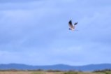 thumbnails/081-3670.Montagu's Harrier_EOSR6.jpg.small.jpeg