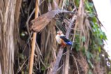 thumbnails/082-3697.Grey-headed Kingfisher_EOSR6.jpg.small.jpeg