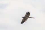 thumbnails/083-3748.Montagu's Harrier_EOSR6.jpg.small.jpeg