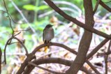 thumbnails/084-3779.Thrush Nightingale_EOSR6.jpg.small.jpeg