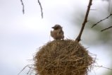 thumbnails/086-3845.Grey-headed Social-Weaver_EOSR6.jpg.small.jpeg