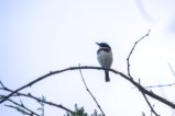 thumbnails/087-3874.Chinspot Batis_EOSR6.jpg.small.jpeg