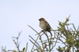 thumbnails/091-3935.Kenya Rufous Sparrow_EOSR6.jpg.small.jpeg