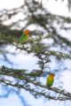 thumbnails/093-3954.Fischer's Lovebird_EOSR6.jpg.small.jpeg