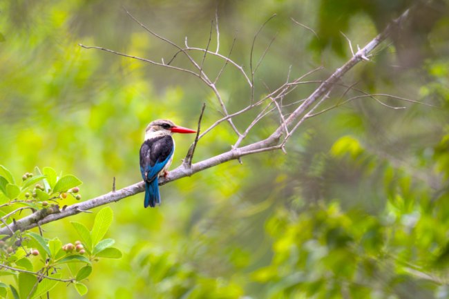 ../previews/001-0623 v1.Brown-hooded Kingfisher_EOSR6.jpg.medium.jpeg