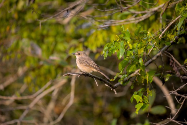 ../previews/002-0658.Pale Flycatcher_EOSR6.jpg.medium.jpeg