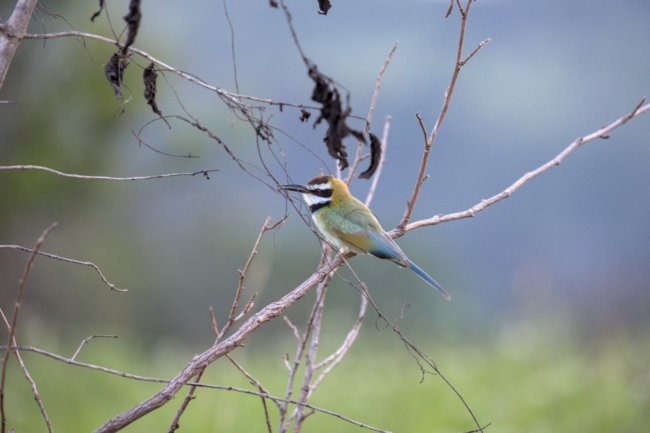 ../previews/003-0843.White-throated Bee-eater_EOSR6.jpg.medium.jpeg