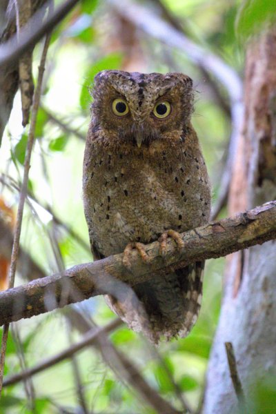 ../previews/006-1208.Sokoke Scops-Owl_EOSR6.jpg.medium.jpeg