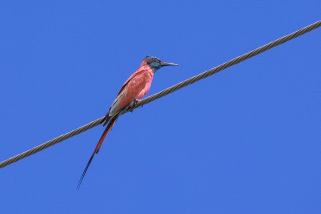 ../previews/007-1751.Northern Carmine Bee-eater_EOSR6.jpg.medium.jpeg