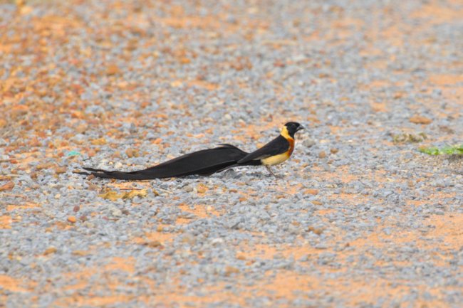 ../previews/009-1772 v1.Eastern Paradise-Whydah_EOSR6.jpg.medium.jpeg