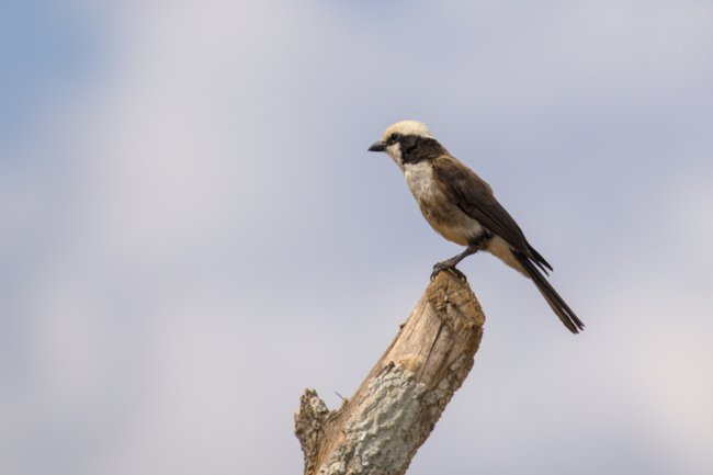 ../previews/010-1793.White-rumped Shrike_EOSR6.jpg.medium.jpeg