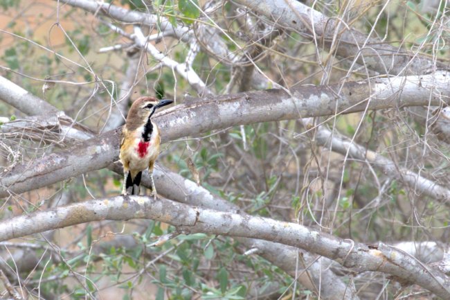 ../previews/012-1872 v1.Rosy-patched Bushshrike_EOSR6.jpg.medium.jpeg