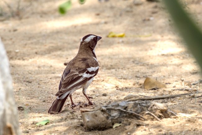 ../previews/013-1899 v1.White-browed Sparrow-Weaver_EOSR6.jpg.medium.jpeg