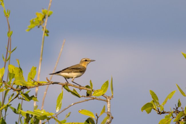 ../previews/014-1974.Isabelline Wheatear_EOSR6.jpg.medium.jpeg