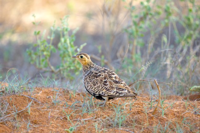 ../previews/016-2006.Black-faced Sandgrouse_EOSR6.jpg.medium.jpeg