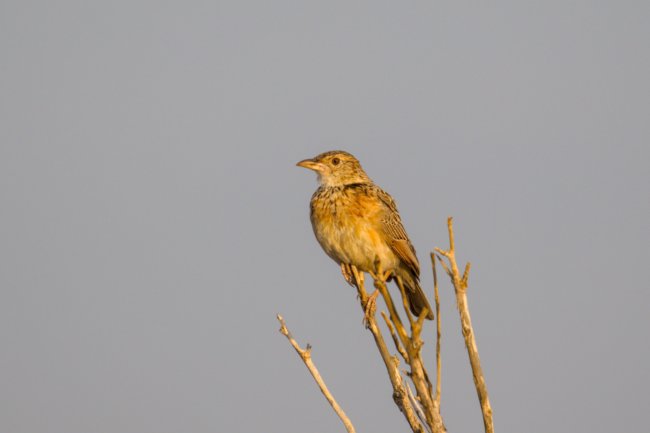 ../previews/019-2149.Red-winged Lark_EOSR6.jpg.medium.jpeg