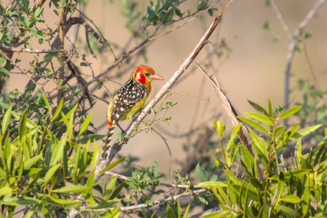 ../previews/021-2196.Red-and-yellow Barbet_EOSR6.jpg.medium.jpeg