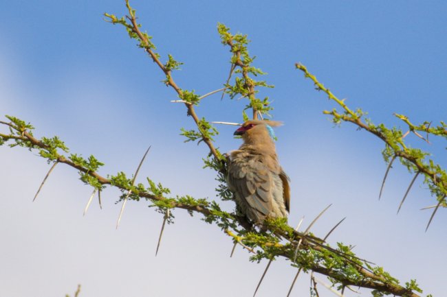 ../previews/022-2262.Blue-naped Mousebird_EOSR6.jpg.medium.jpeg