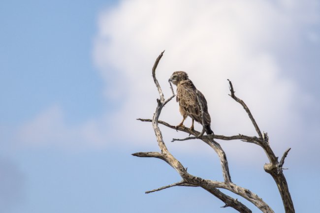 ../previews/023-2289.Brown Snake-Eagle_EOSR6.jpg.medium.jpeg