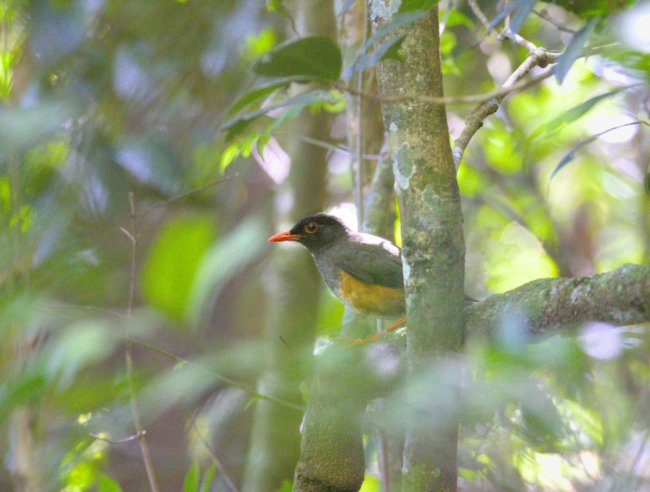 ../previews/026-2543.Taita Thrush_EOSR6_v1.jpg.medium.jpeg