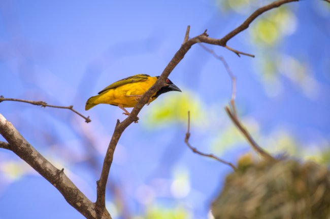 ../previews/028-2602.Black-headed Weaver_EOSR6.jpg.medium.jpeg