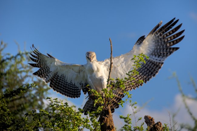 ../previews/029-2681.Martial Eagle_EOSR6.jpg.medium.jpeg