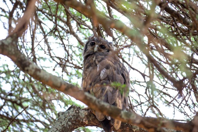 ../previews/032-2755.Verreaux's Eagle-Owl_EOSR6.jpg.medium.jpeg