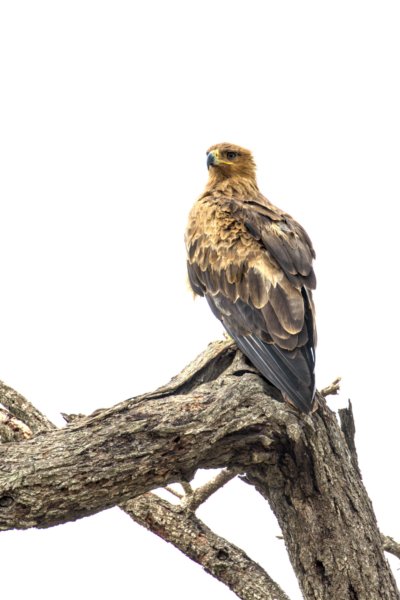 ../previews/033-2791 v1.Tawny Eagle_EOSR6.jpg.medium.jpeg