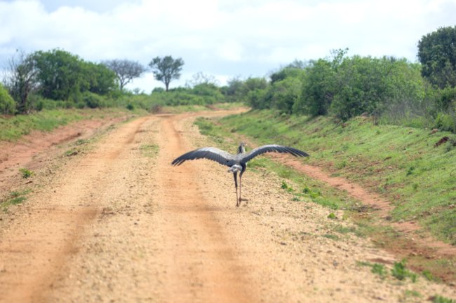 ../previews/034-2800.Secretarybird_EOSR6.jpg.medium.jpeg